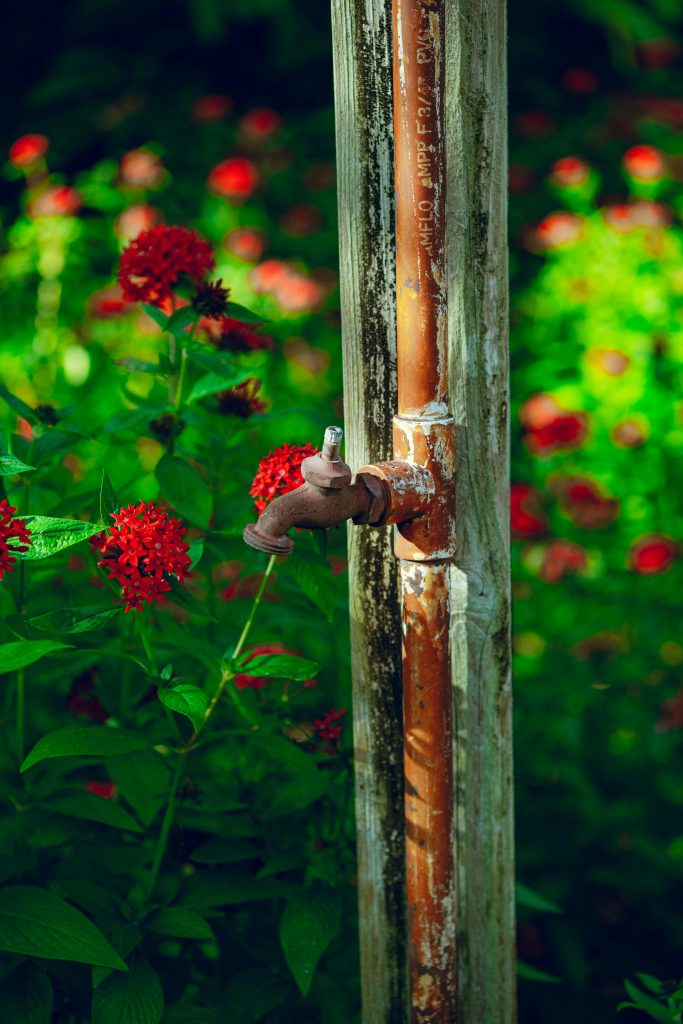 A rusty outdoor faucet stands amidst vibrant red flowers, creating a striking contrast in an outdoor garden scene.